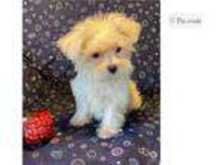 Maltese Puppy for sale in Columbia, MO, USA