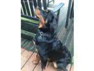 Rottweiler Puppy for sale in Summerville, SC, USA
