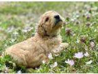 Goldendoodle Puppy for sale in Portland, TN, USA