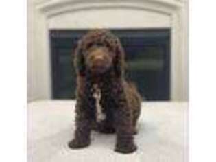 Labradoodle Puppy for sale in Chino Hills, CA, USA