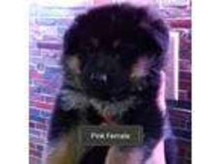 German Shepherd Dog Puppy for sale in Plymouth, WI, USA