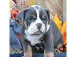 Bulldog Puppy for sale in Rebersburg, PA, USA