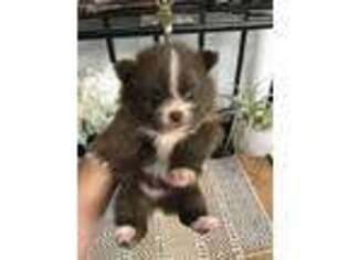 Pomeranian Puppy for sale in Ionia, MI, USA