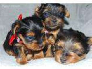 Yorkshire Terrier Puppy for sale in Guymon, OK, USA