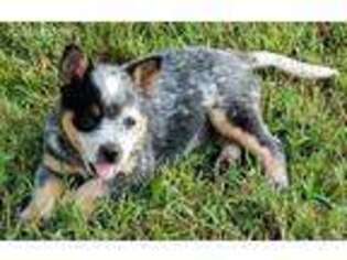 Australian Cattle Dog Puppy for sale in Greenfield, TN, USA