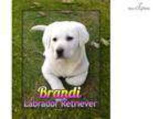Labrador Retriever Puppy for sale in Canton, OH, USA