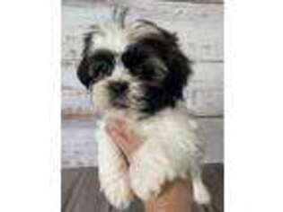 Mutt Puppy for sale in Erskine, MN, USA