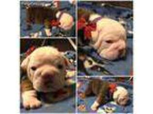 Bulldog Puppy for sale in Brocton, NY, USA