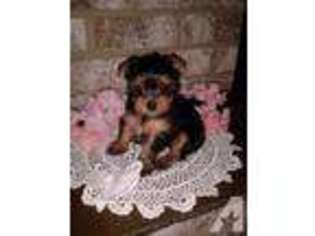 Yorkshire Terrier Puppy for sale in York, PA, USA