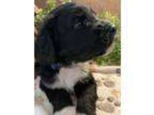Mutt Puppy for sale in Austin, CO, USA
