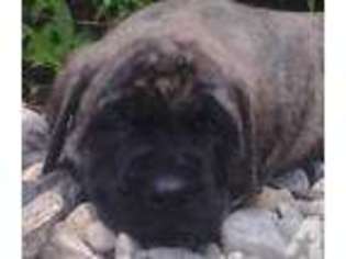Mastiff Puppy for sale in BROOKINGS, SD, USA