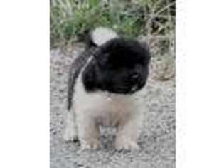 Akita Puppy for sale in Temecula, CA, USA
