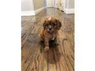 Cavalier King Charles Spaniel Puppy for sale in Auburn, CA, USA