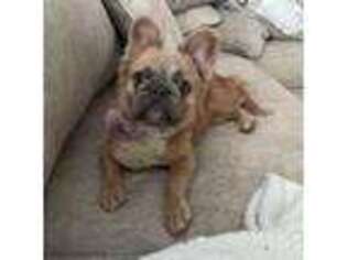 French Bulldog Puppy for sale in Lake Orion, MI, USA
