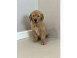 Golden Retriever Puppy for sale in Visalia, CA, USA