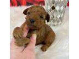 Mutt Puppy for sale in Saint Joseph, MO, USA