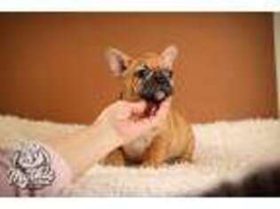 French Bulldog Puppy for sale in Bridgewater, NJ, USA