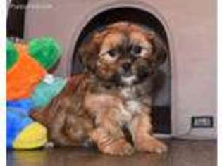 Shorkie Tzu Puppy for sale in Boyden, IA, USA