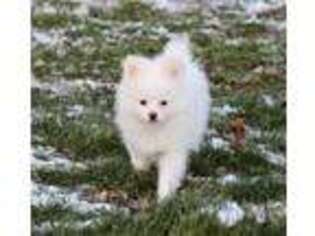 Pomeranian Puppy for sale in Cedar Springs, MI, USA