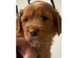 Mutt Puppy for sale in Nichols, SC, USA