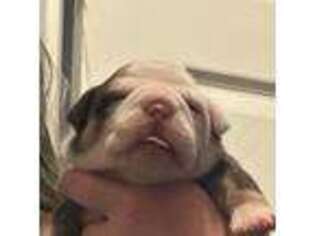 Bulldog Puppy for sale in Midland, TX, USA