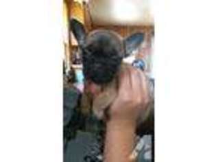 Boston Terrier Puppy for sale in MISSOULA, MT, USA