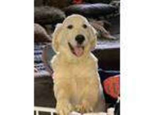 Golden Retriever Puppy for sale in Wardensville, WV, USA