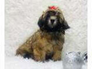 Cavapoo Puppy for sale in Evart, MI, USA