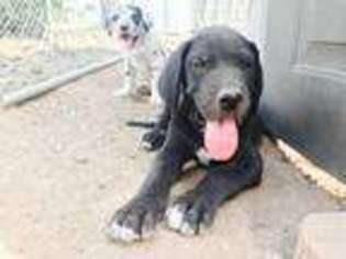 Great Dane Puppy for sale in Alpine, TX, USA