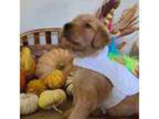 Golden Retriever Puppy for sale in Grand Terrace, CA, USA