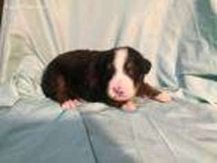 Bernese Mountain Dog Puppy for sale in Poplarville, MS, USA