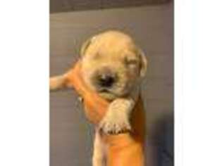 Golden Retriever Puppy for sale in Littleton, CO, USA