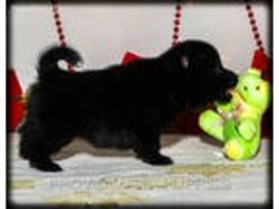 Schipperke Puppy for sale in Wayland, IA, USA