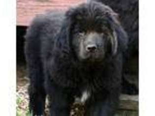 Newfoundland Puppy for sale in Honey Brook, PA, USA