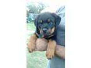 Rottweiler Puppy for sale in Jackson, GA, USA