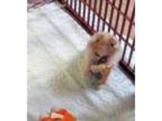Pomeranian Puppy for sale in Cottage Grove, OR, USA