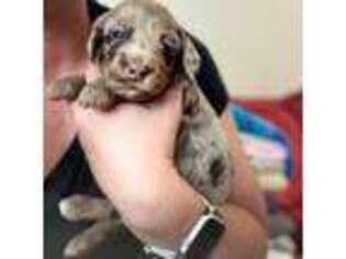 Mutt Puppy for sale in Williston, ND, USA