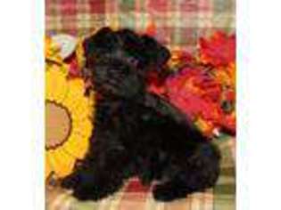 Mutt Puppy for sale in Newville, AL, USA