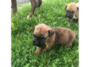 Boxer Puppy for sale in Beecher, IL, USA