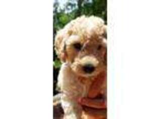 Goldendoodle Puppy for sale in Newnan, GA, USA