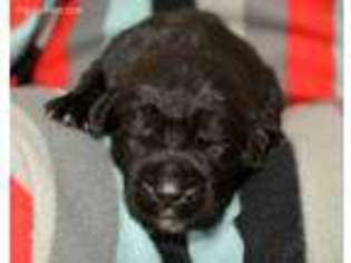 Newfoundland Puppy for sale in Lagrange, IN, USA
