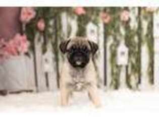 Pug Puppy for sale in Warsaw, IN, USA