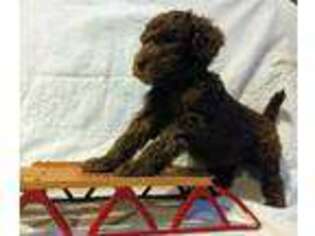 Goldendoodle Puppy for sale in Jeffersonville, VT, USA