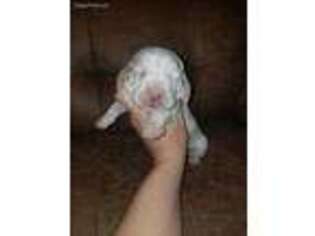 Basset Hound Puppy for sale in Crawford, TN, USA