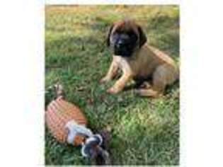 Mastiff Puppy for sale in Geneva, IN, USA