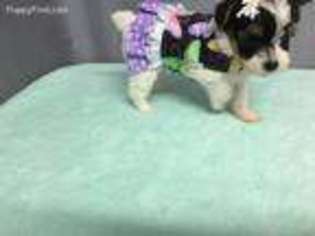 Yorkshire Terrier Puppy for sale in Emden, IL, USA