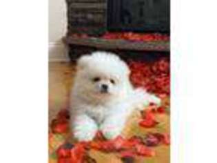 Pomeranian Puppy for sale in Weyers Cave, VA, USA
