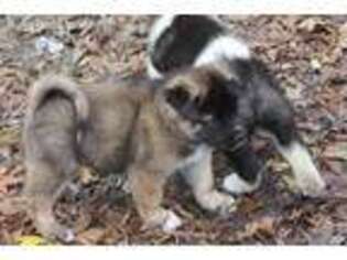 Akita Puppy for sale in Fayetteville, GA, USA