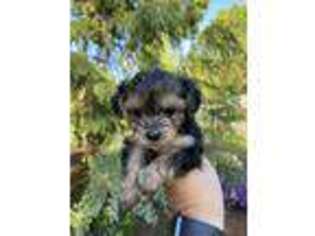 Yorkshire Terrier Puppy for sale in Henderson, NC, USA