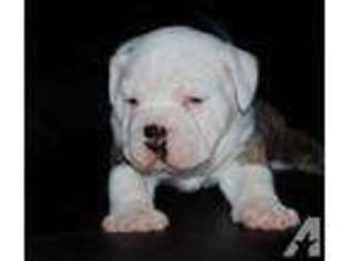 Bulldog Puppy for sale in WALWORTH, WI, USA